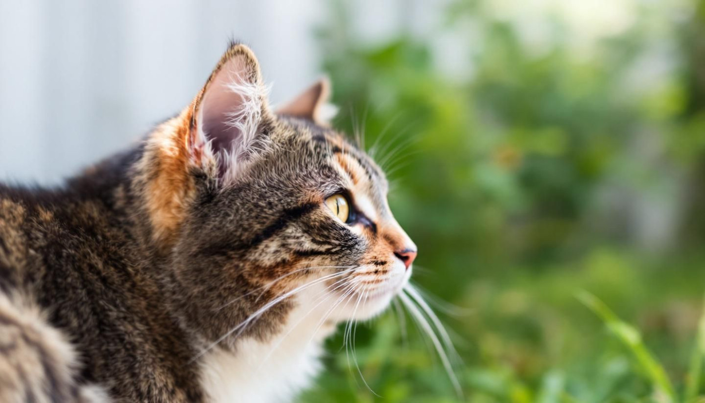 Comment choisir le régime alimentaire idéal pour votre chat ?